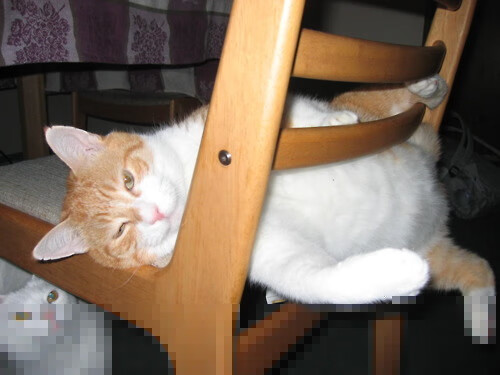 AYX GAMING-APEX英雄 青年联赛新星崭露头角，apex青训