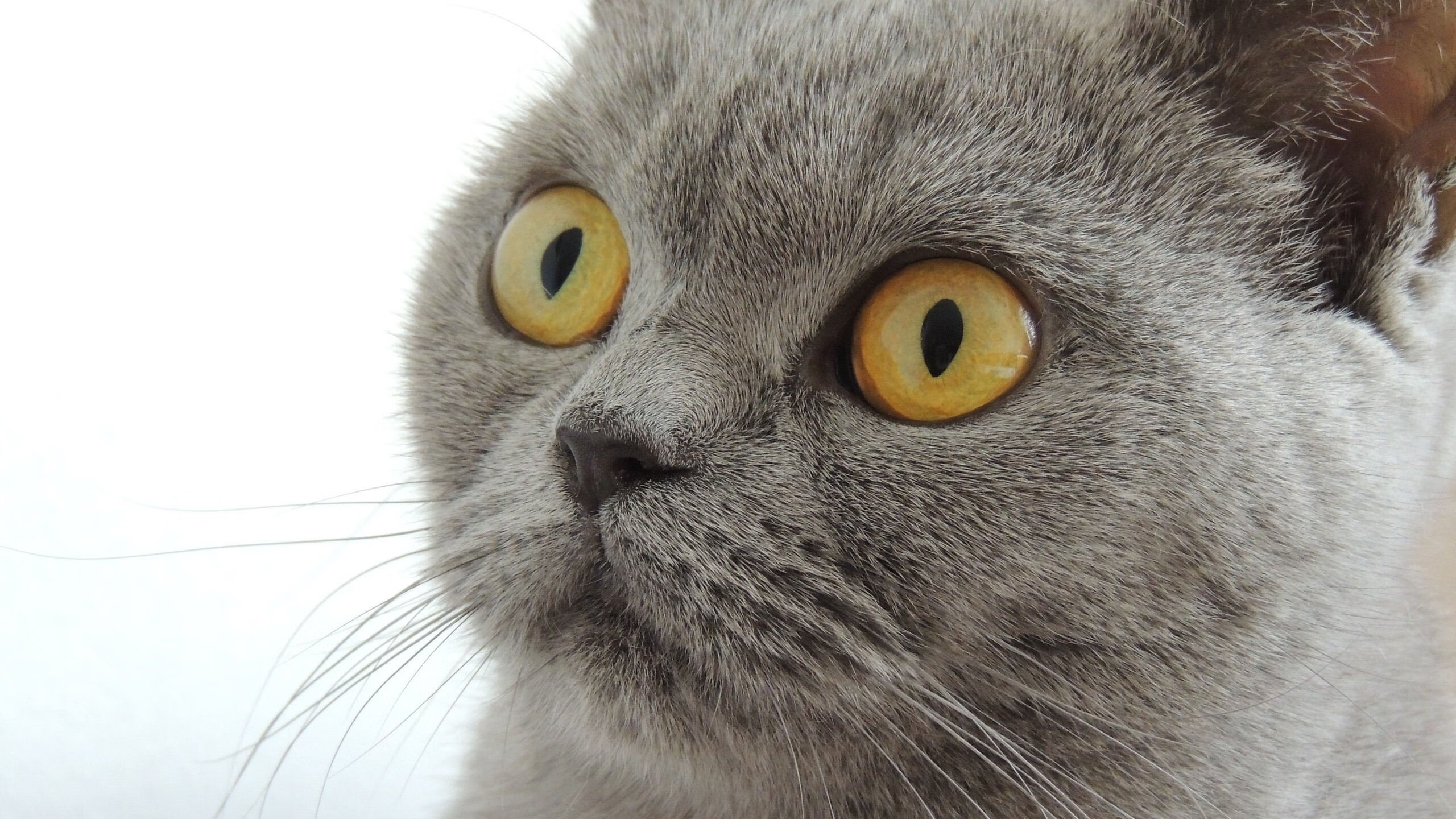 APEX英雄 青年联赛新星崭露头角，apex青训