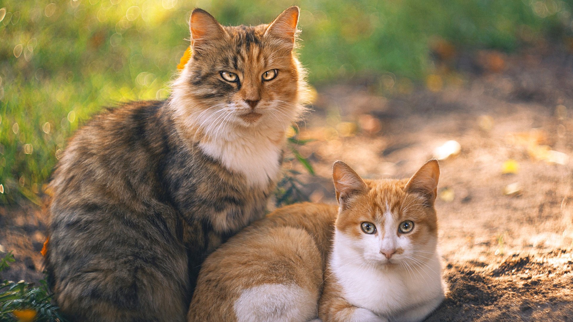 “英超盛事:一场比赛改变榜单格局”,英超所有比赛