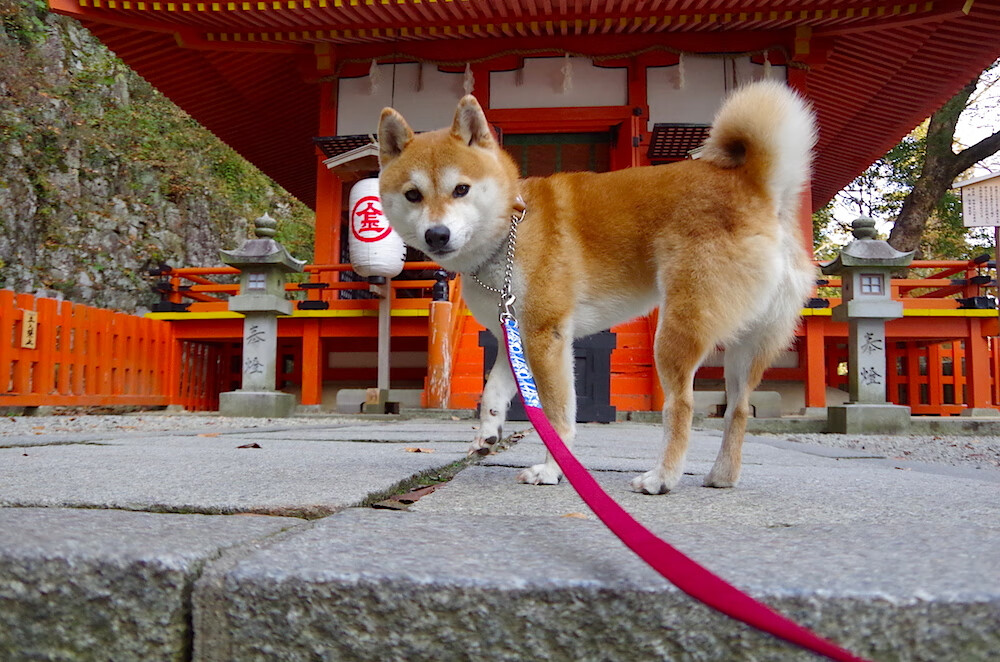 《虚拟装备带火：电竞界的潮流新宠》，虚拟装备交易合法吗