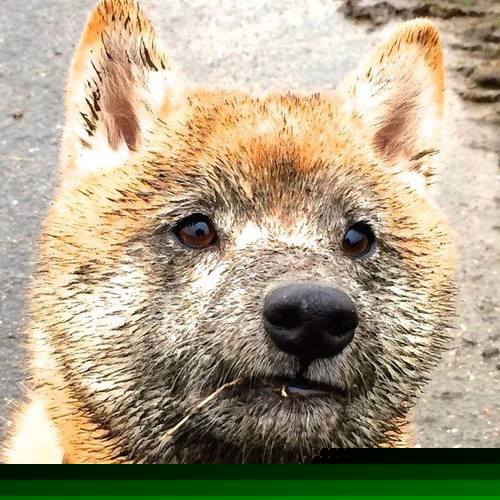 台球运动新规出炉,增加公平竞争的防守策略,台球的新规则