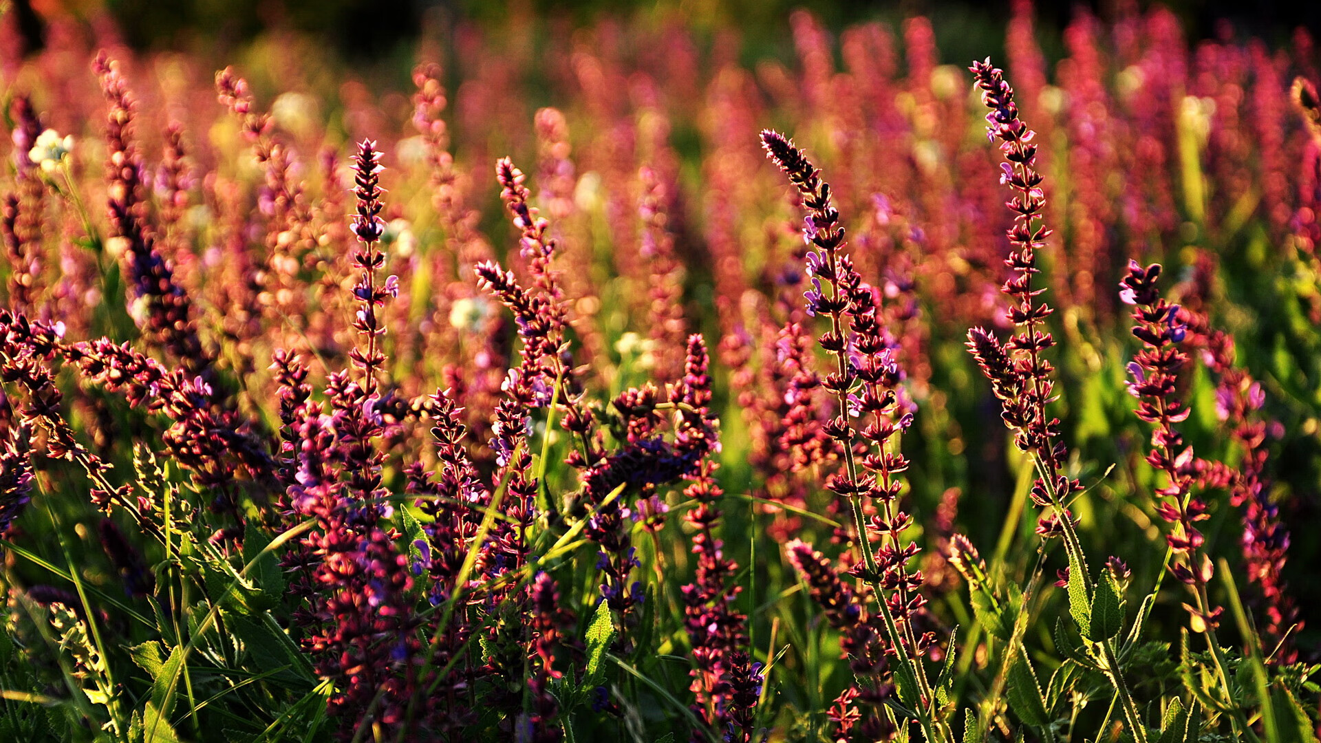 德甲积分榜:拜仁不断追分,多特迎头赶上,德甲积分ds