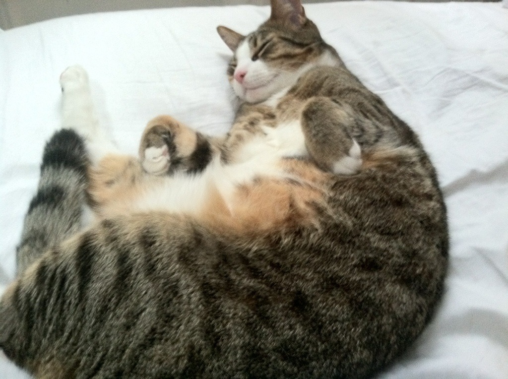 爱游戏官网-法国队晋级2024年欧洲杯决赛，法国国家队欧洲杯决赛