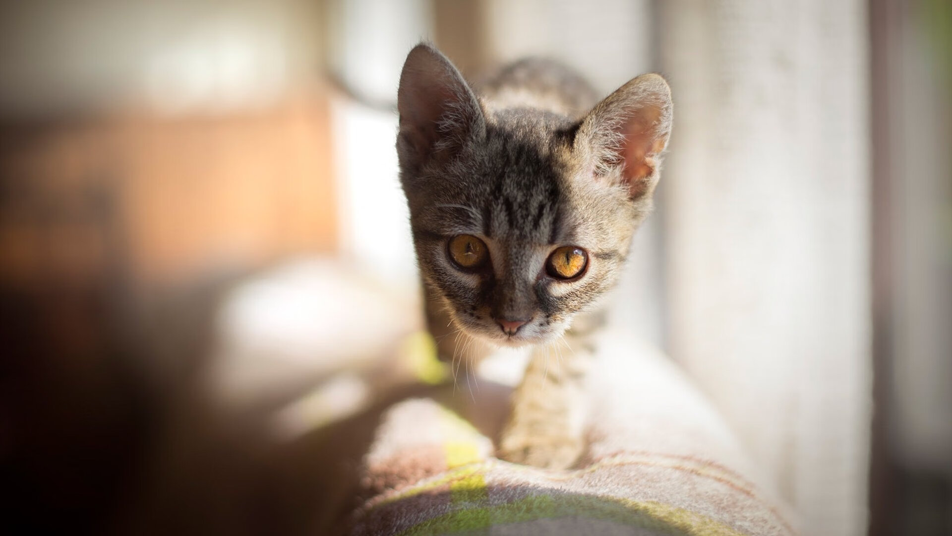 英超豪门展现领导力，争夺联赛冠军，英超土豪