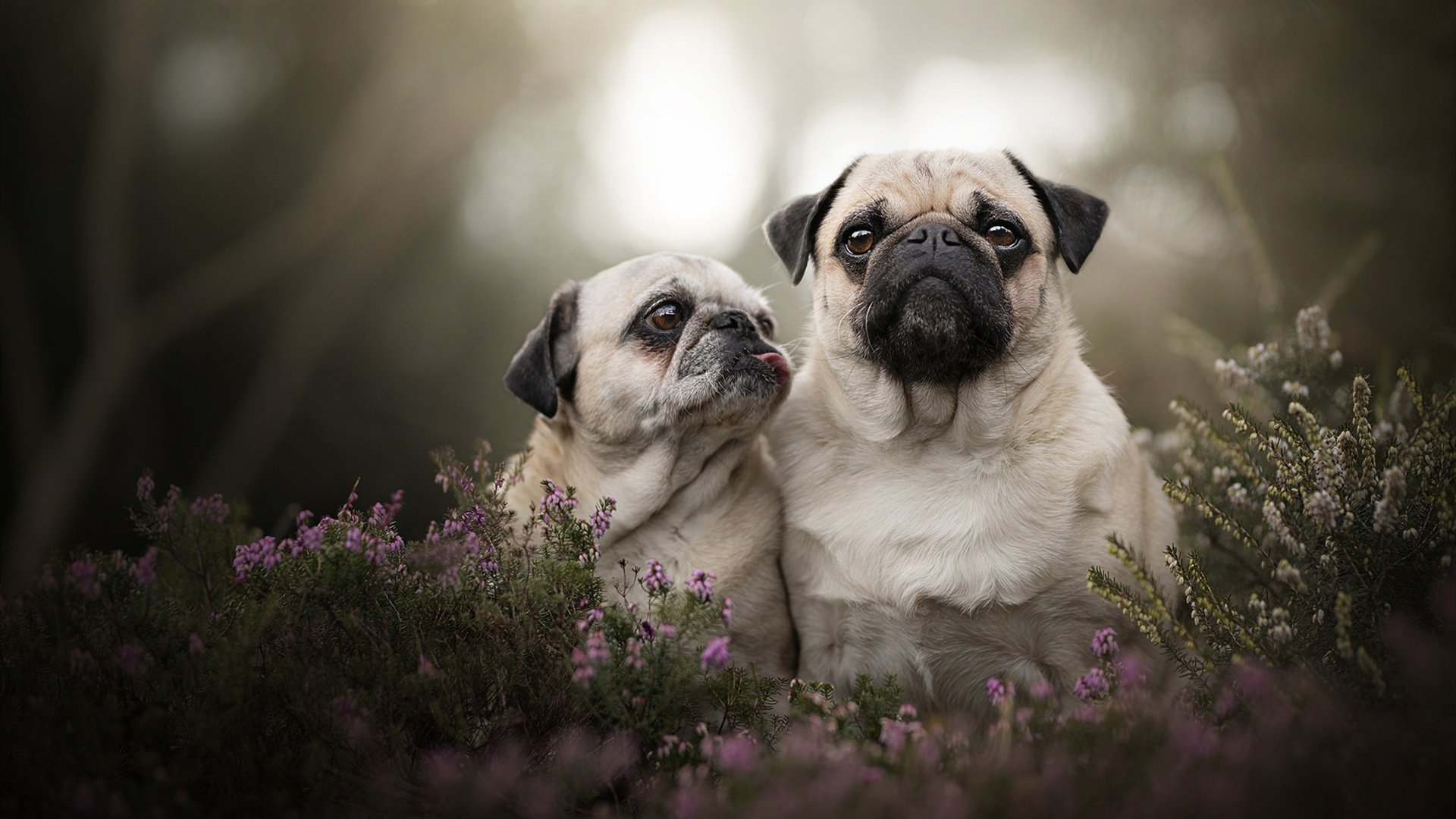 勇士击败快船库里三分准如雷，勇士打快船库里超远三分是哪一场