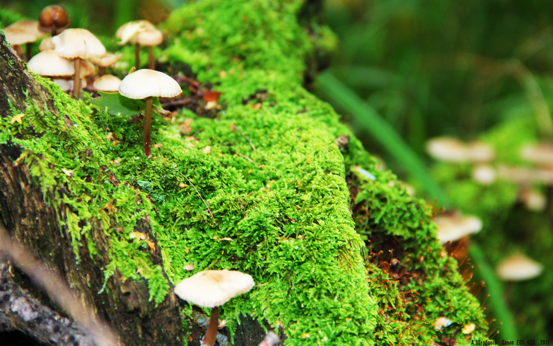 多特蒙德主场3-1战胜霍芬海姆,豪取三连胜,多特蒙德对霍芬海姆比分预测