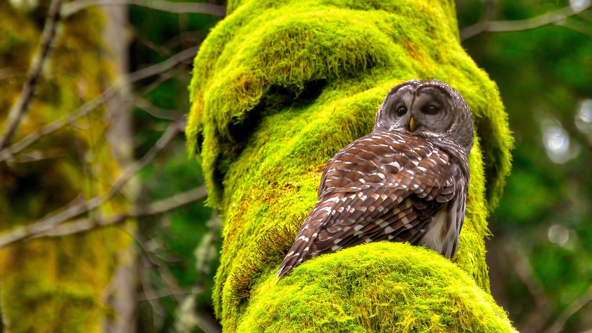 波兰队在比赛中取得惊人的胜利,引发轰动,波兰队怎么样