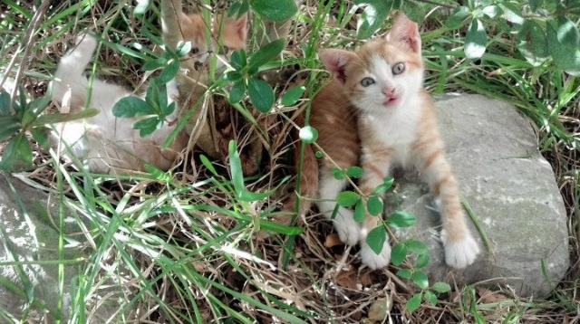 法甲防守策略转型对定位球失球率的影响,2021法甲用球