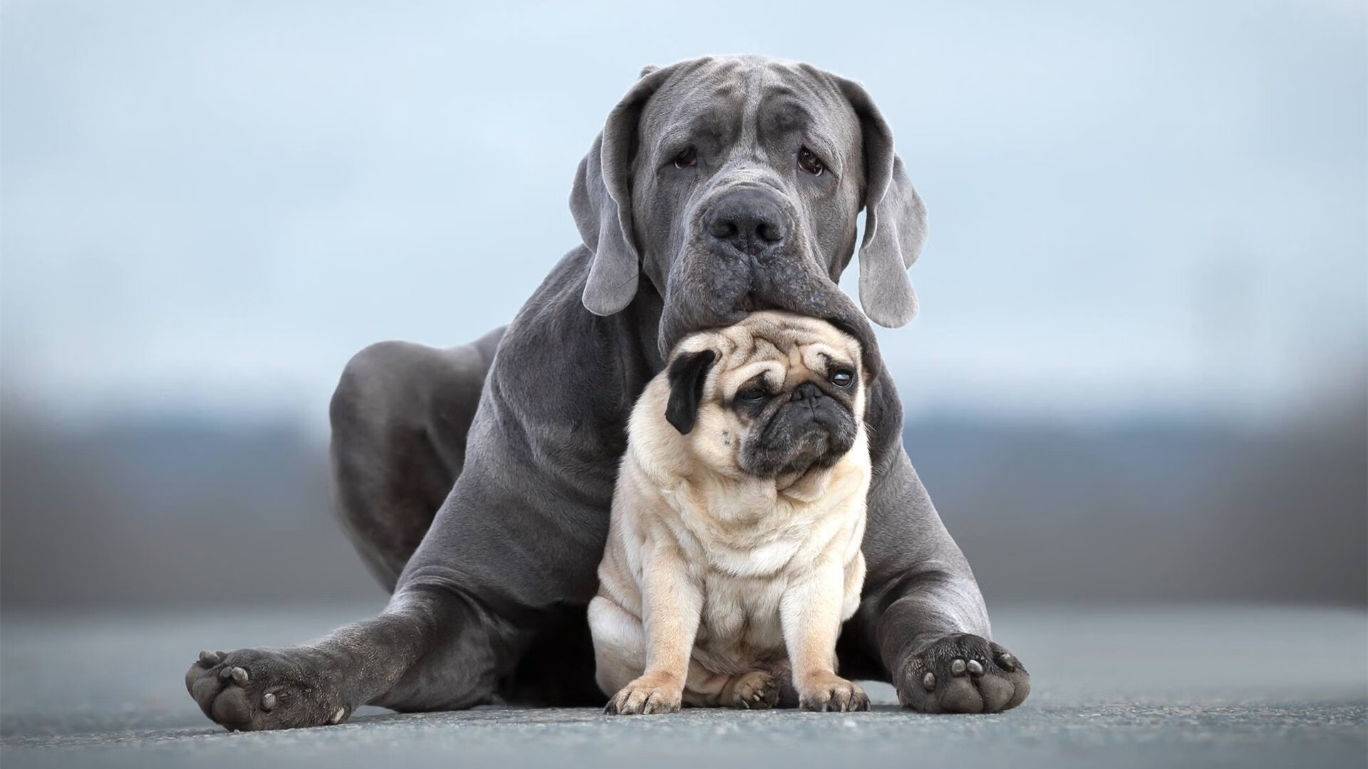 全国青少年啦啦操展演精彩纷呈舞动青春,2016年青少年啦啦操规定动作