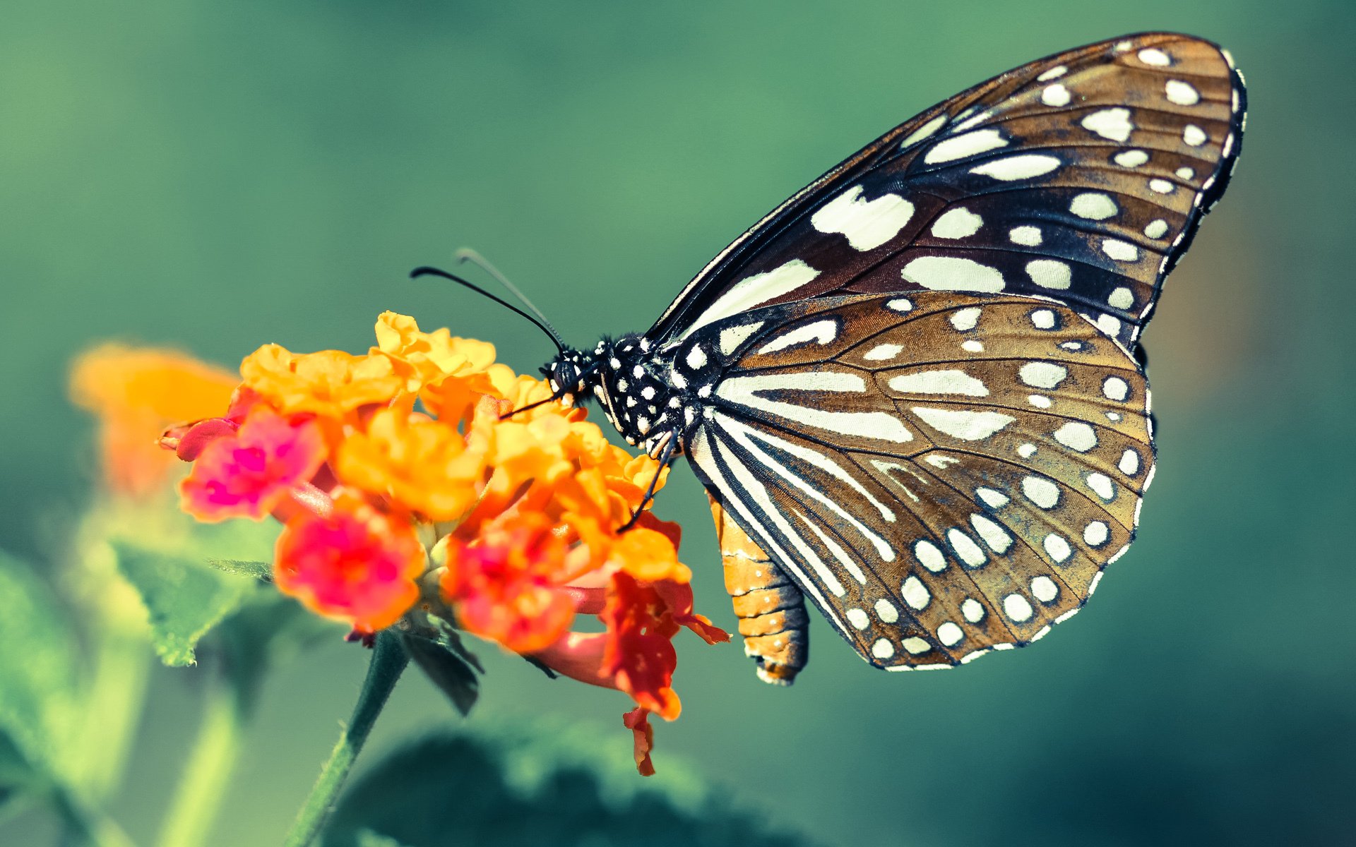 爱游戏体育APP下载-托里·哈斯克冲刺力十足赢得掌声，托里亚斯哈里斯