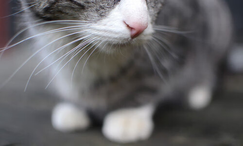 阿曼男篮在西亚锦标赛中突破自我,期待更高成就